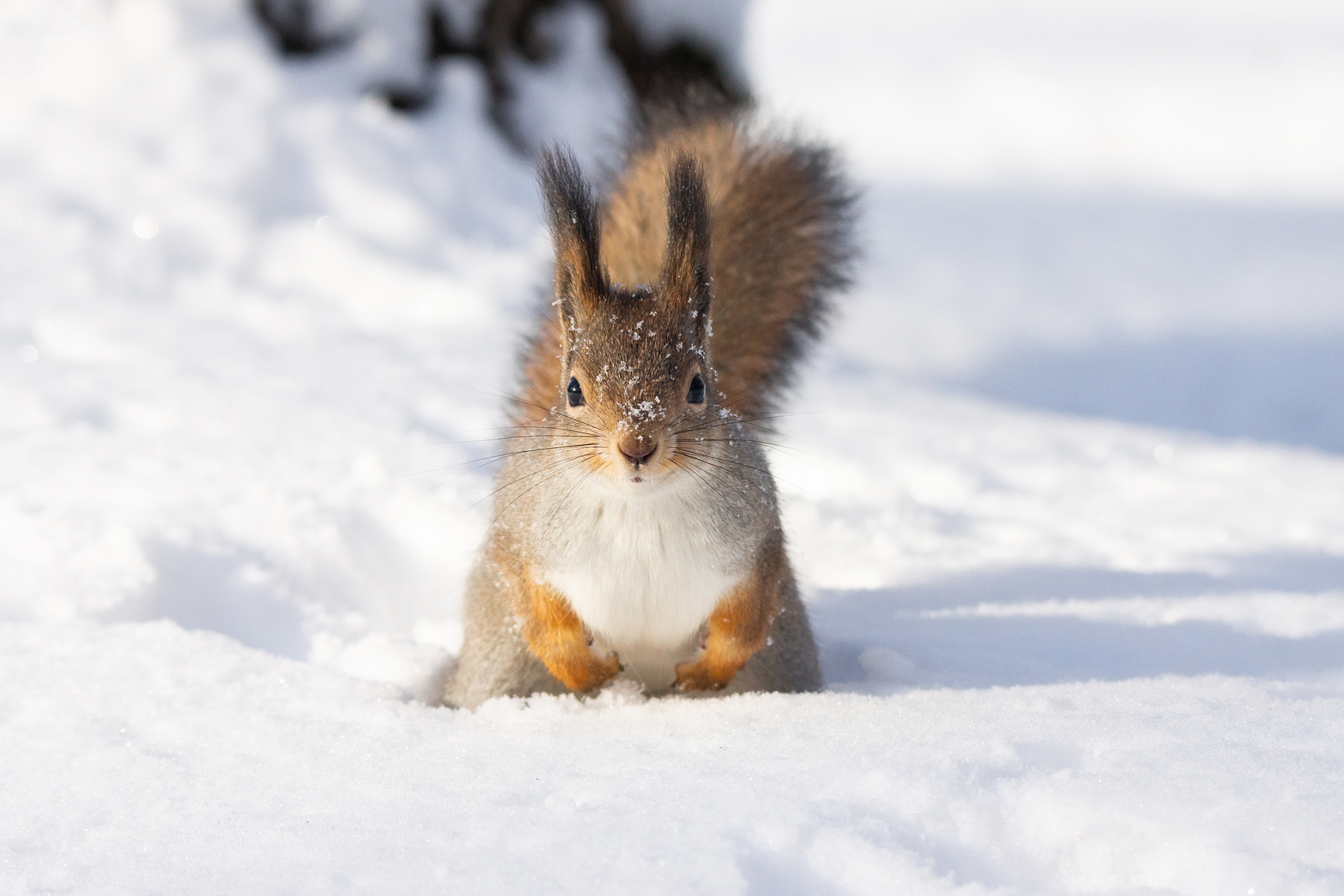 squirrel snow winter